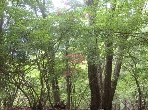令和8年4月28日南山山頂周辺ヤマツツジ