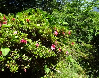 令和8年5月30日権現山山頂
