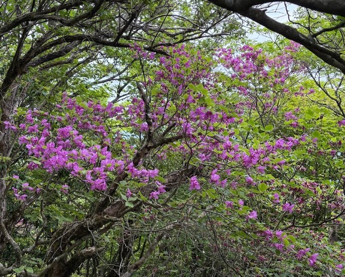 令和8年5月31日蛭ヶ岳山頂周辺
