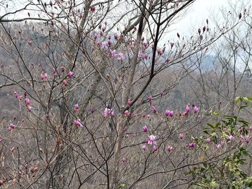 3月30日物見峠周辺のツツジ