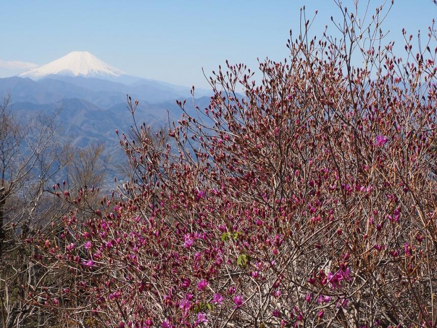 陣馬山山頂周辺のミツバツツジ