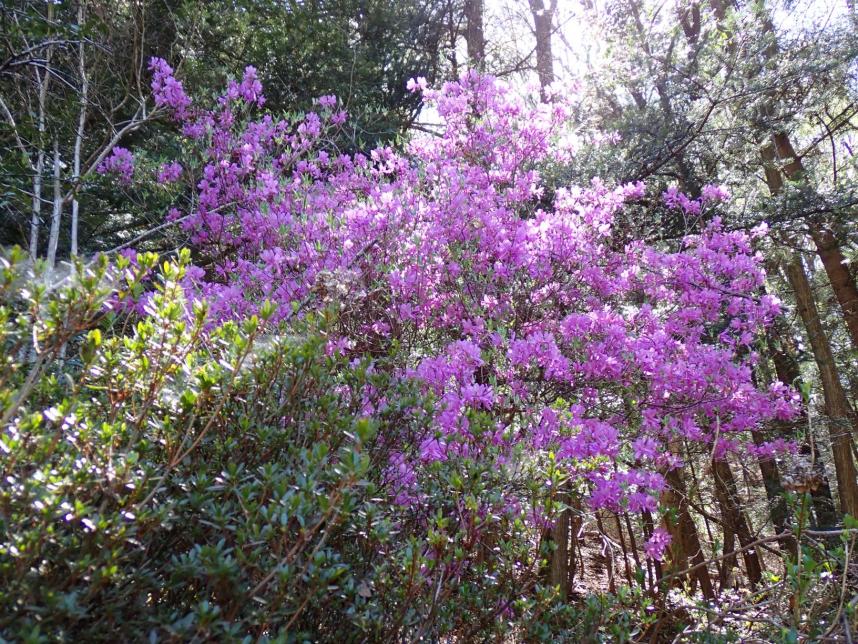 和田登山口周辺のミツバツツジ