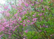 二ノ塔山頂周辺のミツバツツジ