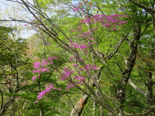 標高約1150メートルのトウゴクミツバツツジ