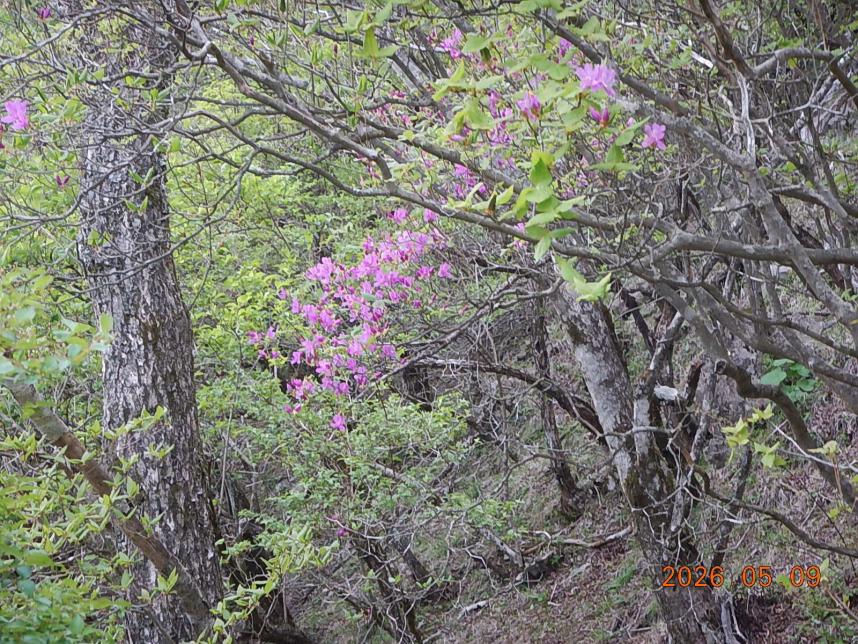 大倉尾根標高約1200メートルのトウゴクミツバツツジ