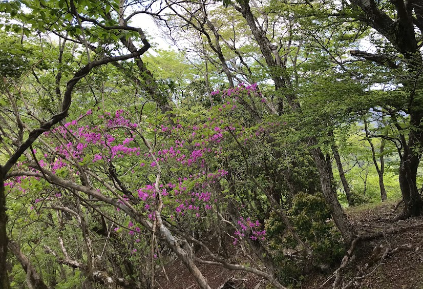 山頂周辺のトウゴクミツバツツジ