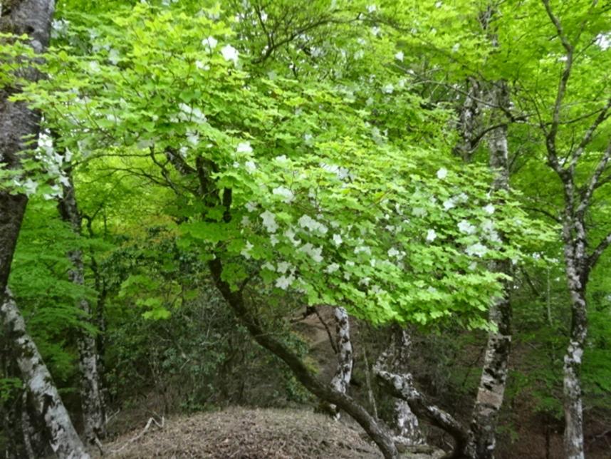 畦ヶ丸山頂周辺のシロヤシオ