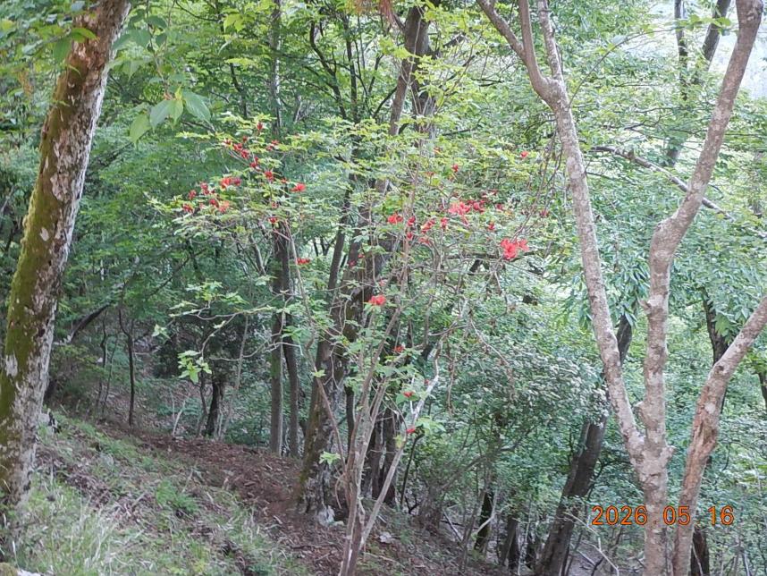堀山の家周辺のヤマツツジ