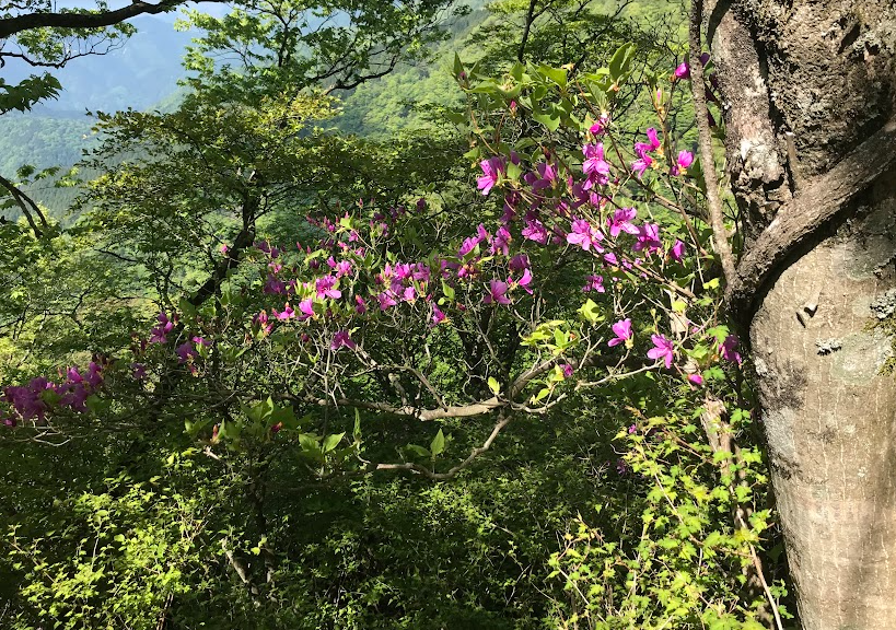 標高約1200メートルで咲き始め