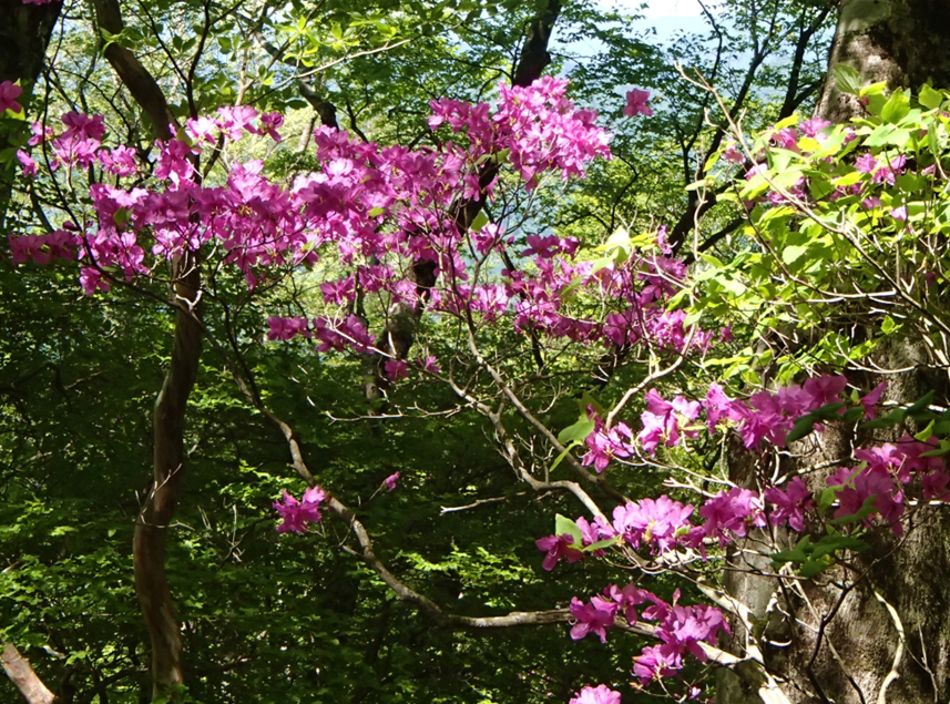 山頂周辺のトウゴクミツバツツジ