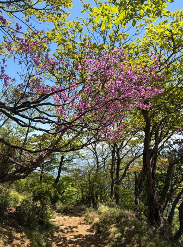 大山山頂周辺のトウゴクミツバツツジ