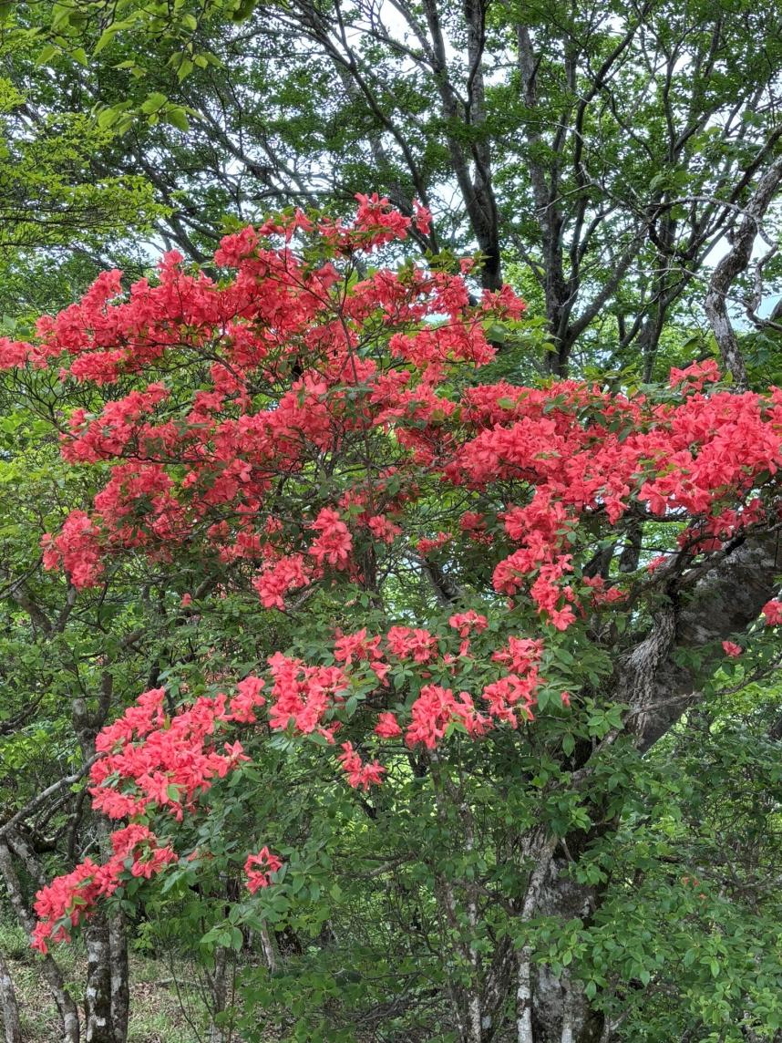鍋割山山頂周辺のヤマツツジ