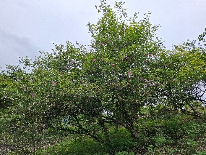 5月23日の世附峠周辺