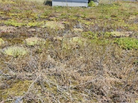 現在の川崎高等学校屋上の様子です。植物が枯れ、雑草が生い茂っています。