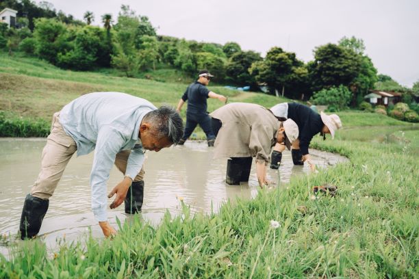 棚田での田植えの様子