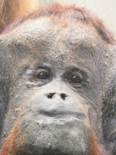 オラウータンの顔