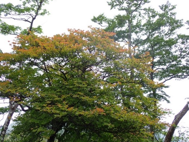 260624檜洞丸のシロヤシオ紅葉
