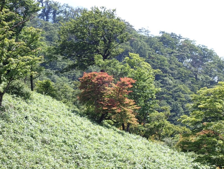 260804日高のシロヤシオ紅葉