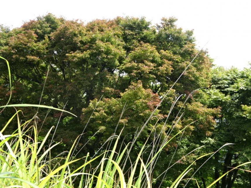 8月20日陣馬山山頂の紅葉