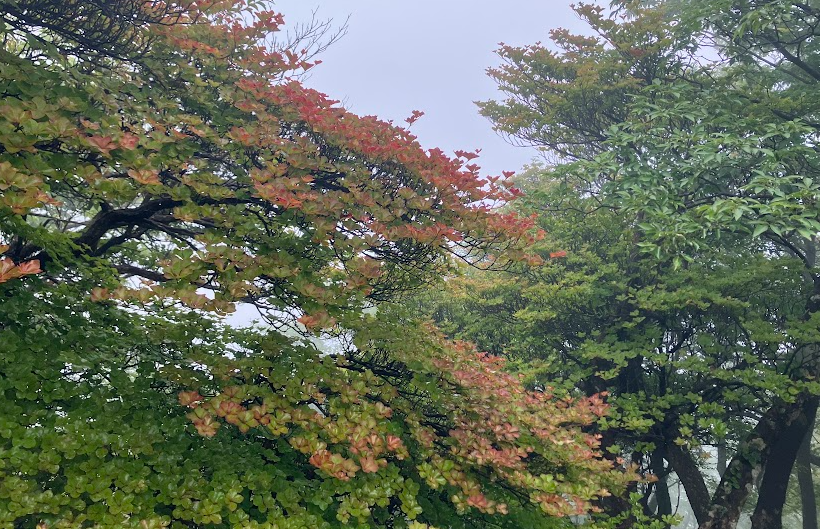 塔ノ岳山頂のシロヤシオ