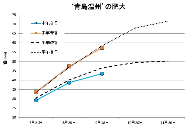 青島肥大