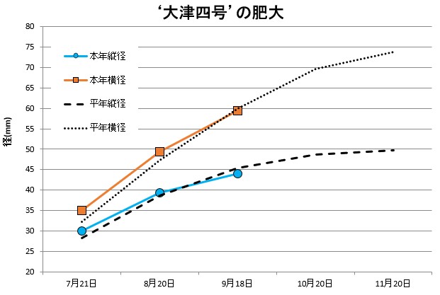 大津四号肥大