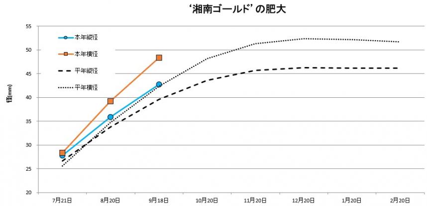 湘南ゴールド肥大