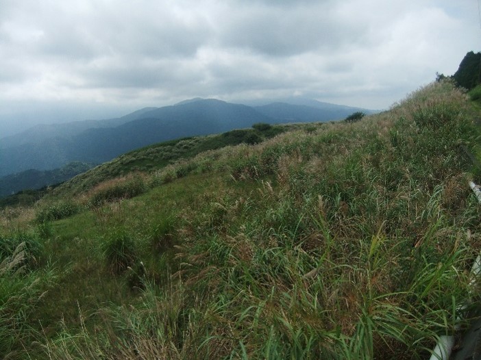 大野山山頂周辺のススキ