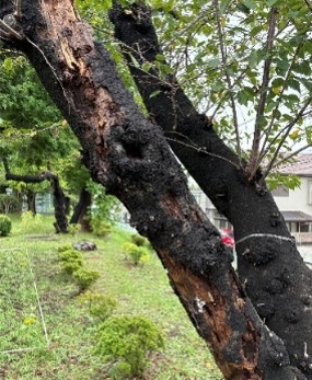 現在の桜