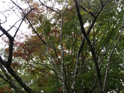 10月3日弘法山馬場道色づき始め