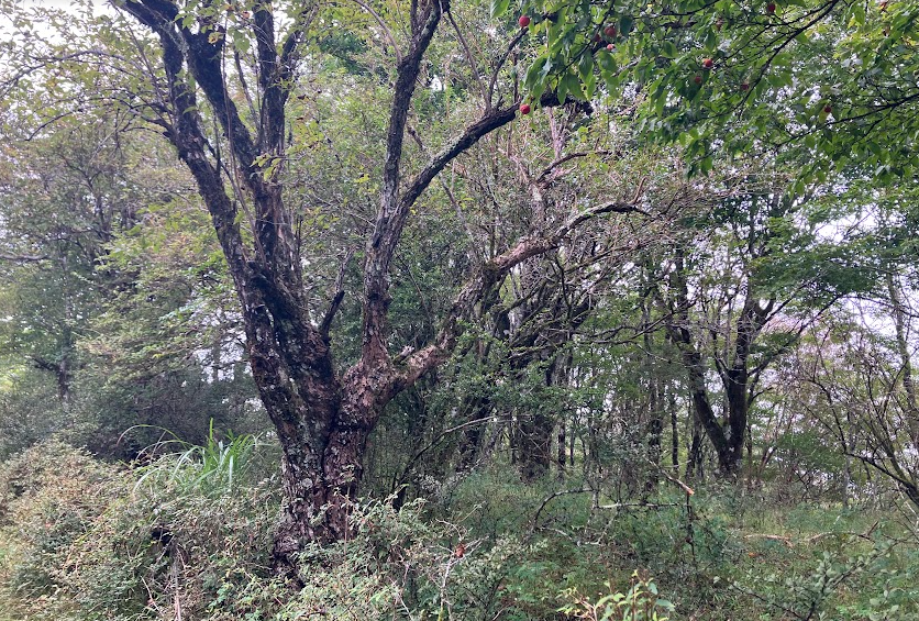 10月4日鍋割山山頂青葉