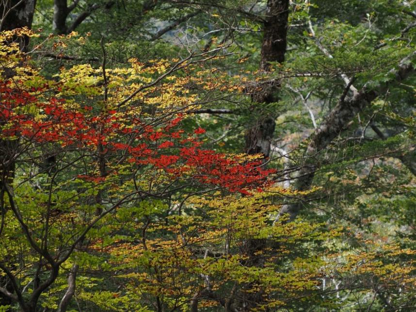 10月190日畦ヶ丸色づき始め