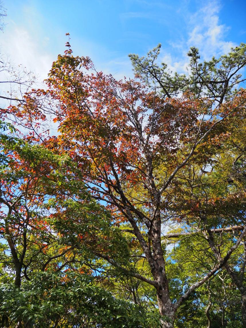 10月12日鍋割山山頂色づき始め