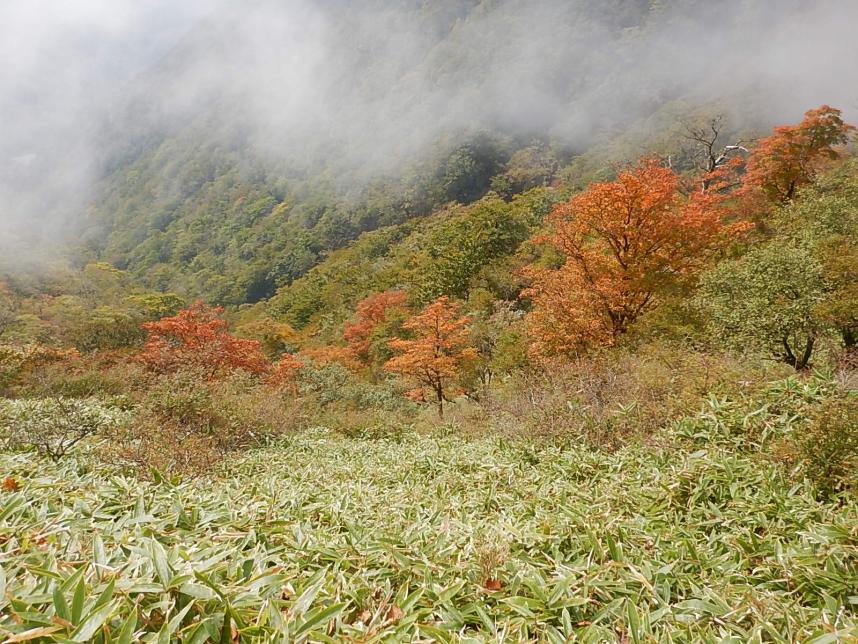 10月26日丹沢山山頂見ごろ