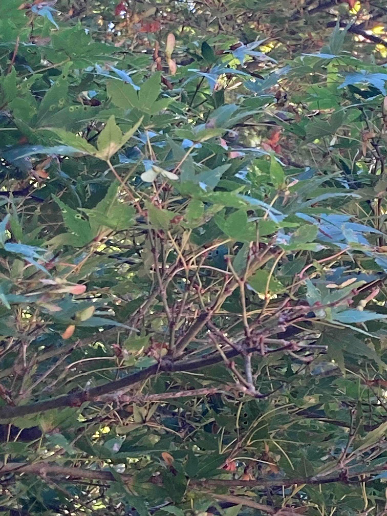 10月18日南山権現平青葉