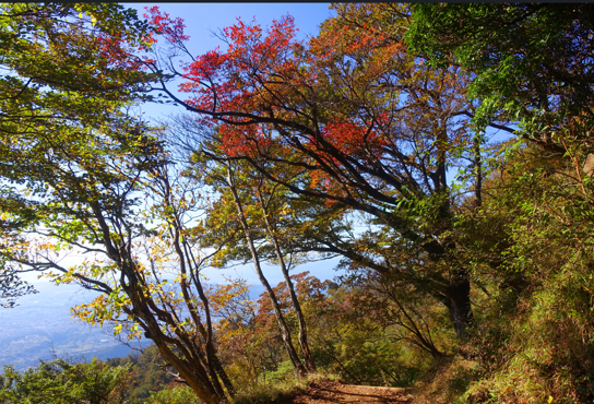 10月18日大山山頂周辺色づき始め