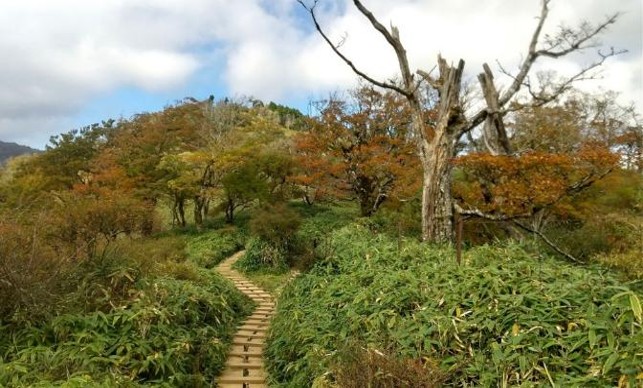 10月18日丹沢山竜ヶ馬場色づき始め