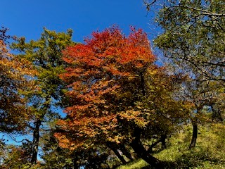 10月18日塔ノ岳色づき始め