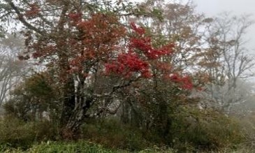 10月19日丹沢山山頂色づき始め