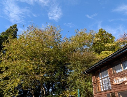 10月22日大倉尾根見晴茶屋色づき始め