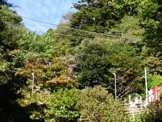 大山ケーブルバス停周辺