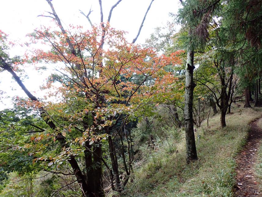 岳ノ台 山頂周辺