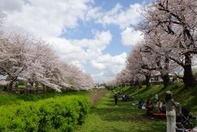 三川サクラ