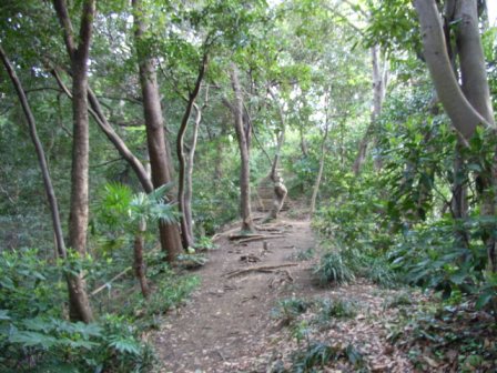 写真:はやま三ヶ岡山緑地の園路