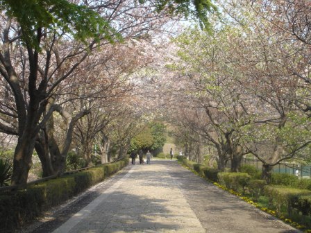 写真:三ツ池公園の春の園路