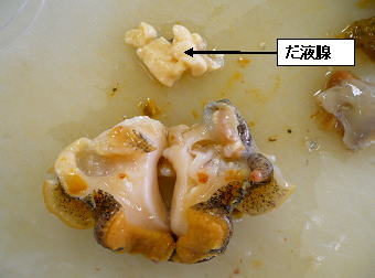 唾液腺を取り出したところ