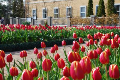 秋のチューリップ