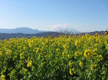 写真：二宮吾妻山公園の葉の花