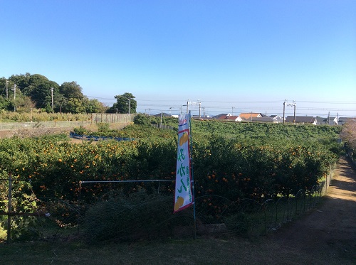 三浦みかん農園　のぼり旗