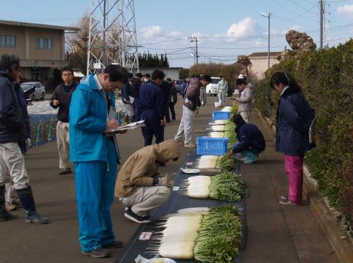 ダイコンの品種検討会